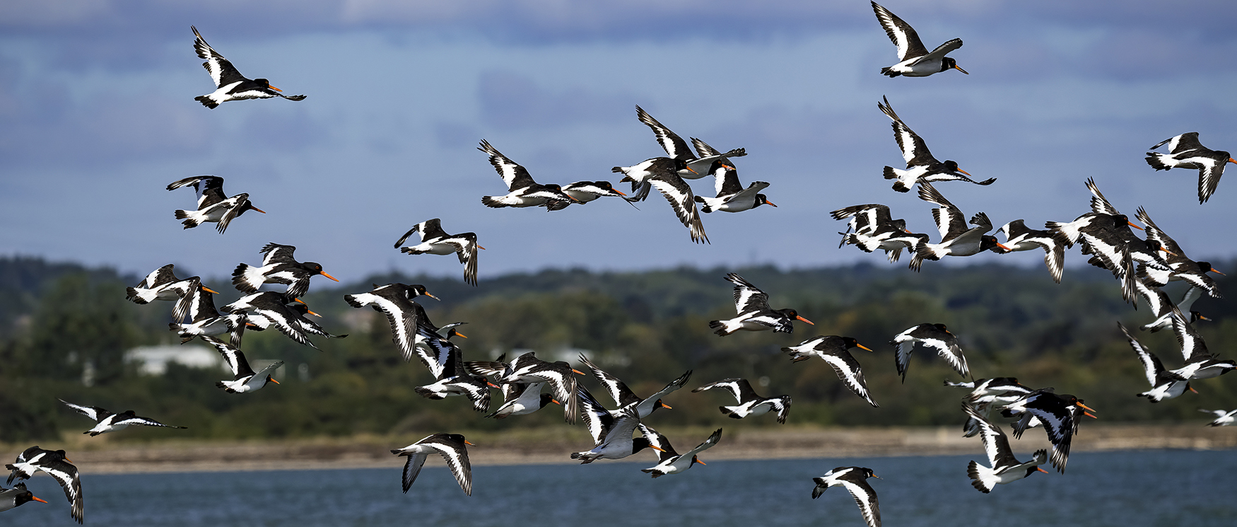 Birds on Hayling Island
